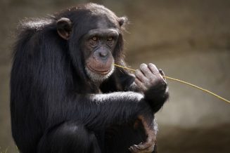 Ciekawostki oraz informacje o szympansach dla dzieci i dorosłych